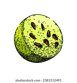 food gooseberry hand drawn. fruit healthy, berry ripe, green natural food gooseberry vector sketch. isolated color illustration