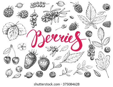 Food hand drawn vector elements. Berries. Vitamins. Vintage illustration. Engraving.  Sketch.
