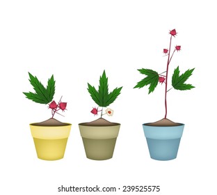 Food and Herb, Illustration of Hibiscus Sabdariffa or Roselle Plants with Blossoms, Leaves and Fruits in Terracotta Flower Pots for Garden Decoration. 