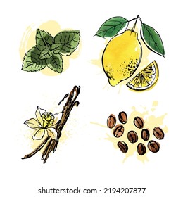 Food icons. Mint, vanilla, coffee, lemon. Spicy Italian herbs. Color sketch vector a white background.