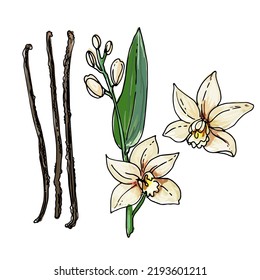 Food icons. Vanilla. Spicy Italian herbs. Color sketch vector a white background.