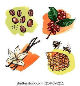 Food icons vector color. Coffee, coffee beans, vanilla, honey. Sketch of fruits and berries