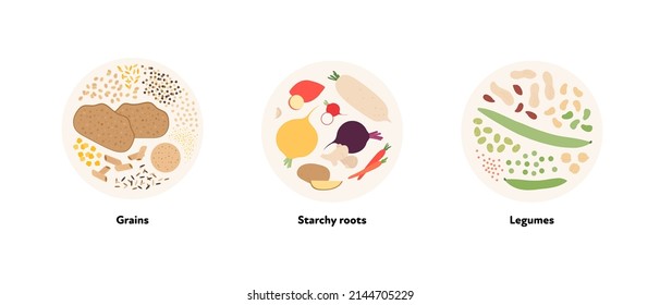 Colección de ilustraciones alimentarias. Diseño vectorial plano de varios granos, raíces de almidón y símbolo de leguminosas en marco circular aislado en fondo blanco.