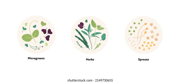 Colección de ilustraciones alimentarias. Diseño vectorial plano de hoja microverde, hierba y brotes símbolo en marco circular aislado sobre fondo blanco.