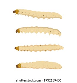 Food Insects: Bamboo worm or Bamboo Caterpillar insect deep-fried crispy for eating as food items, it is good source of protein edible for future food. Entomophagy concept.