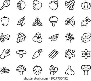 Food line icon set - grape, acorn, coffee tree, hop, potato, carrot, beet, corn, asparagus, peas, pumpkin, tomato, salad leaf, cloves, onion, star anise, garlic, mint, vanilla, capers, bay, dill