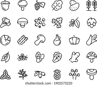 Food line icon set - olives, olive oil, grape, acorn, coffee tree, spikes, hop, potato, corn, asparagus, cabbage, arugula, mushroom, broccoli, pumpkin, salad leaf, pineapple, ginger, mint, vanilla