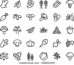 Food line icon set - olives, grape, acorn, coffee tree, spikes, wheat, carrot, beet, corn, asparagus, peas, arugula, broccoli, pumpkin, bell pepper, cloves, ginger, mint, vanilla, bay leaf, dill