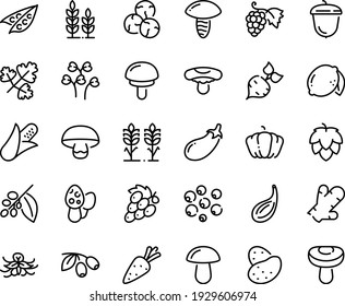 Food line icon set - olives, grape, acorn, coffee tree, spikes, hop, wheat, potato, carrot, beet, corn, peas, pumpkin, eggplant, lemon, ginger, vanilla, capers, cardamon, black pepper, parsley