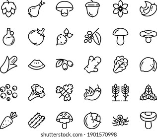 Food line icon set - watermelon piece, hot pepper, olives, olive oil, acorn, coffee tree, spikes, hop, carrot, beet, corn, asparagus, cabbage, arugula, onion, broccoli, tomato, lemon, chili, ginger