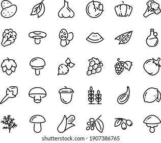 Food line icon set - watermelon piece, olives, olive oil, grape, acorn, coffee tree, hop, wheat, potato, beet, corn, peas, cabbage, arugula, broccoli, pumpkin, tomato, lemon, cloves, garlic, dill