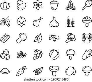 Food line icon set - watermelon piece, olives, acorn, coffee tree, spikes, hop, wheat, potato, carrot, corn, asparagus, peas, onion, mushroom, broccoli, pumpkin, bell pepper, lemon, grape, cloves