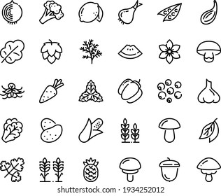 Food Line Icon Set - Watermelon Piece, Acorn, Spikes, Hop, Wheat, Potato, Carrot, Corn, Peas, Arugula, Onion, Broccoli, Bell Pepper, Salad Leaf, Lemon, Pineapple, Star Anise, Garlic, Mint, Vanilla