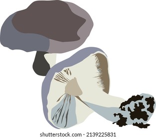 food from mediterranean cuisine, with a variety of mushrooms