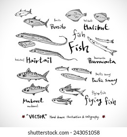 food menu illustrations / Set of food ingredients - vector illustrations