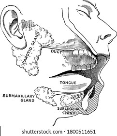 Food is moistened by saliva, while chewing, or spittle, which flows into the mouth from six little glands. These are known as salivary glands, three of them on each side, paratoid, submaxillary