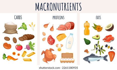 Food protein carbohydrate fiber nutrition macronutrients infographic concept. Vector graphic design illustration