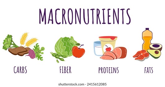 Food protein carbohydrate fiber nutrition macronutrients infographic concept. Vector graphic design illustration