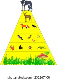 Food pyramid in nature