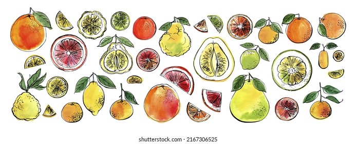 Food sketch vector ink watercolor. Citrus fruits. Kaffir lime, pomelo, grapefruit, orange, mandarin