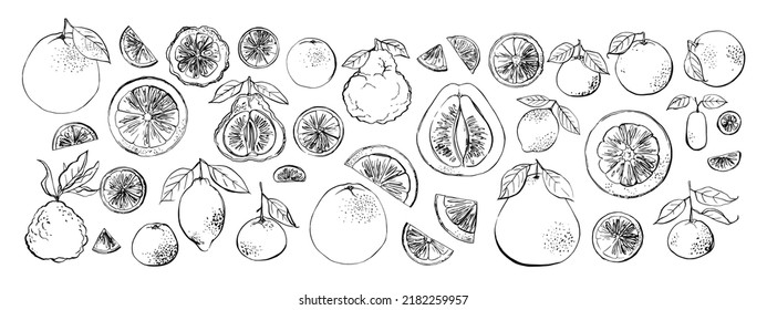 Food sketch vector ink watercolor. Citrus fruits. Kaffir lime, pomelo, grapefruit, orange, mandarin