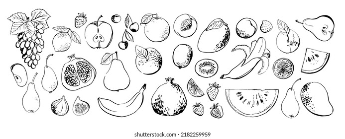 Food sketch vector ink watercolor. Fruit Grapes, watermelon, pomegranate, mango, figs, kiwi, strawberries, cherries