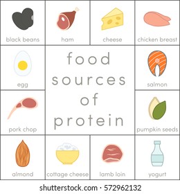 Food sources of protein, vector elements for infographic
