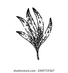 food tarragon hand drawn. plant leaf, grass leaves, dried view food tarragon vector sketch. isolated black illustration