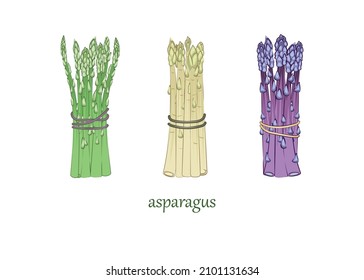 Food. Three types of asparagus on a white background. Sample. Vector illustration in sketch style. There is text. There is room for text. Elements for design.