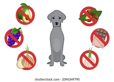 Food toxic to dogs. Set of icons includes avocado, grapes, onion, macadamia nuts, chocolate and garlic. 