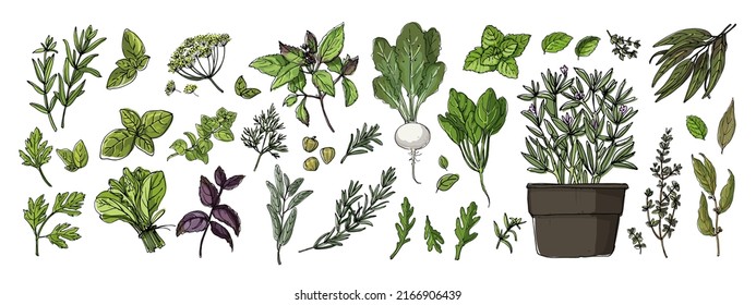 Food vector color herbs. Spices. Italian herb drawn black lines on a white background. Vector illustration. Basil, Parsley, Rosemary, Sage, Bay, Thyme, Oregano, Mint