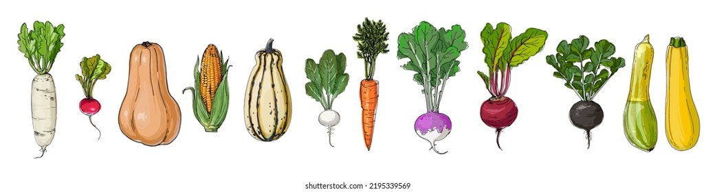 Food vector colored vegetables and fruits on a white background. Radish, pumpkin, corn, carrot, turnip, beetroot, black radish, zucchini