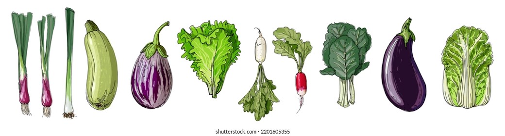 Food vector colored vegetables and fruits on a white background. Onion, zucchini, eggplant, lettuce, radish, cabbage