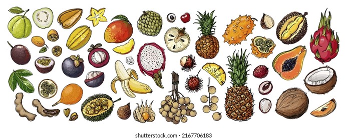 Food vector Exotic fruits, orange, lemon, apple, berries