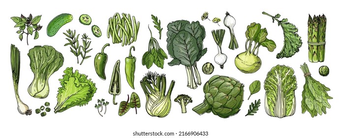 Food vector Green Colored vegetables and fruits on a white background. Cabbage, onion, lettuce, herbs, cucumber, fennel