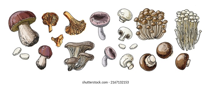 Food vector mushrooms. Autumn harvest wild mushrooms. Boletus edulis, chanterelles