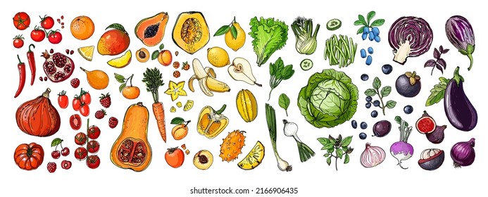 Food vector Rainbow vegetables and fruits, berries. vector sketch of food. Pumpkins, apples, bananas, cabbage, tomatoes.