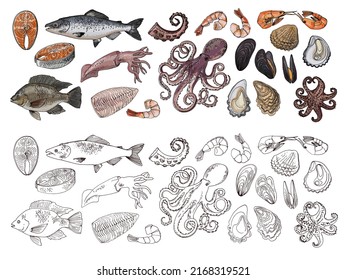 Food vector Sea drawing of food. Red and white fish, Tilapia, squid, salmon, oysters, mussels, shrimps, octopus