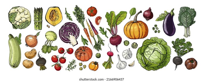 Food vector vegetables. Colored sketch of food products. Pumpkin, cucumber, eggplant, turnip, pumpkin, salad, beet