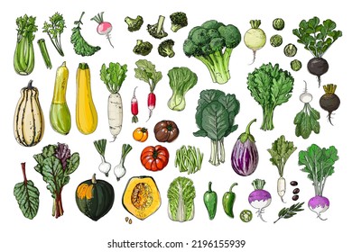 Food vector vegetables. Colored sketch of food products. Pumpkin, cucumber, eggplant, turnip, pumpkin, salad, beet