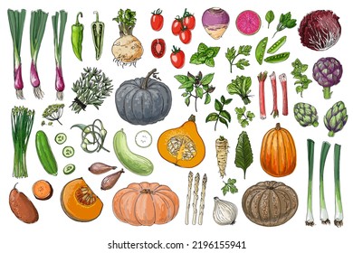 Food vector vegetables. Colored sketch of food products. Pumpkin, cucumber, eggplant, turnip, pumpkin, salad, beet