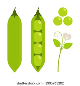 Food - Vegetable - Flat Vector Icon Set - Green Peas Isolated on White Background