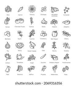 Food, vegetable, fruit, berries, beans, organic diet, culinary line icons, signs