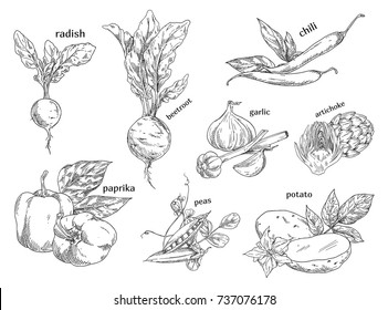 Food vegetables isolated sketches. Vitamin radish and vegetarian beetroot, healthy chilli pepper and vitamin garlic, organic artichoke and autumn potato, peas or pease. Farming and vegan, nature theme