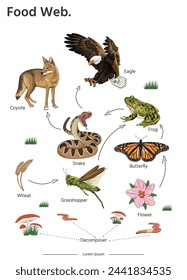 Food Web animal illustration vector. Education poster of biology for food webs diagram illustration.