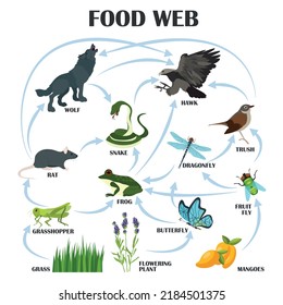 Food Web Colored Vector Illustration Stock Vector (Royalty Free ...