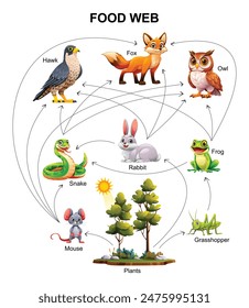 Food web ecosystem vector cartoon illustration