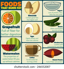 Foods That Burn Fat Vector Infographic