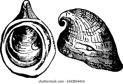 Foolscap Limpet, vintage engraved illustration.