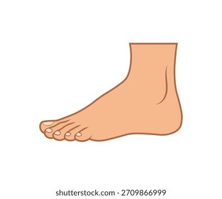 Anatomia do pé referência médica de desenho animado de vetor de membro humano. Desenho de elemento de pé de diagrama educativo de pés descalços.